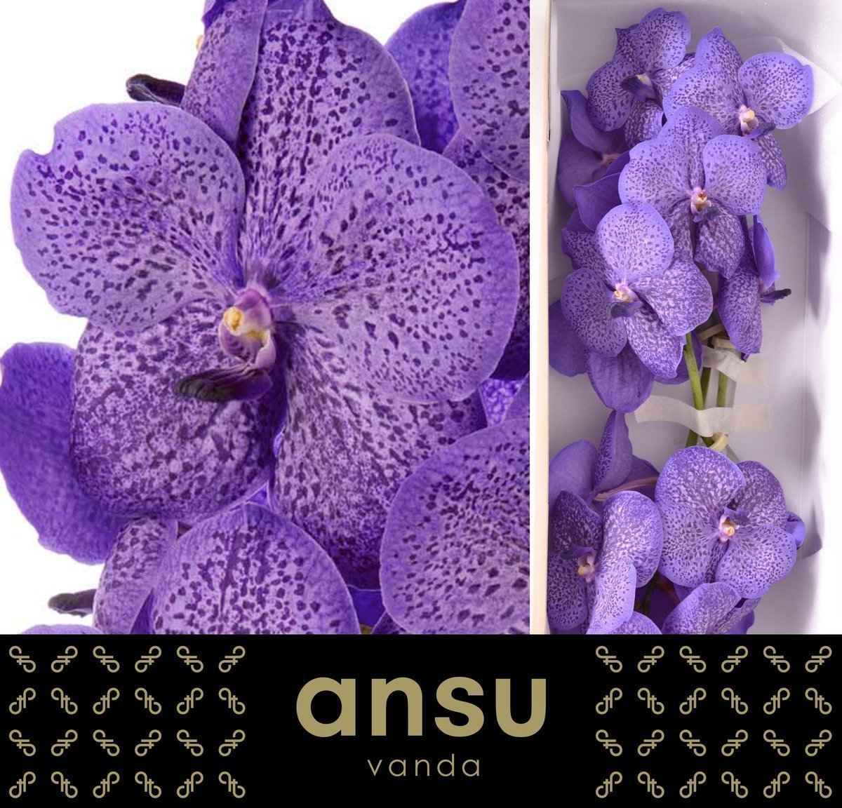 Срезанные цветы оптом Vanda sunanda lavender sprinkles от 16шт из Голландии с доставкой по России