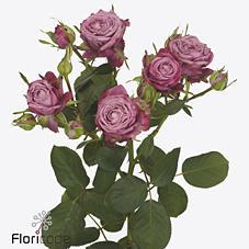 Срезанные цветы оптом Rosa spray purple queen от 30шт. из Голландии с доставкой по России