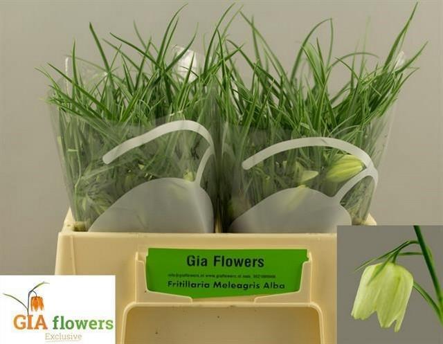 Срезанные цветы оптом Fritillaria alba от 50шт из Голландии с доставкой по России