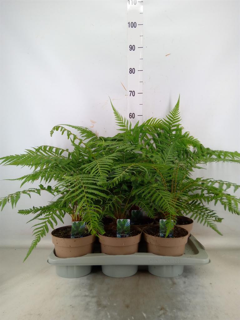 Горшечные цветы и растения оптом Dicksonia Antarctica от 6шт из Голландии с доставкой по России