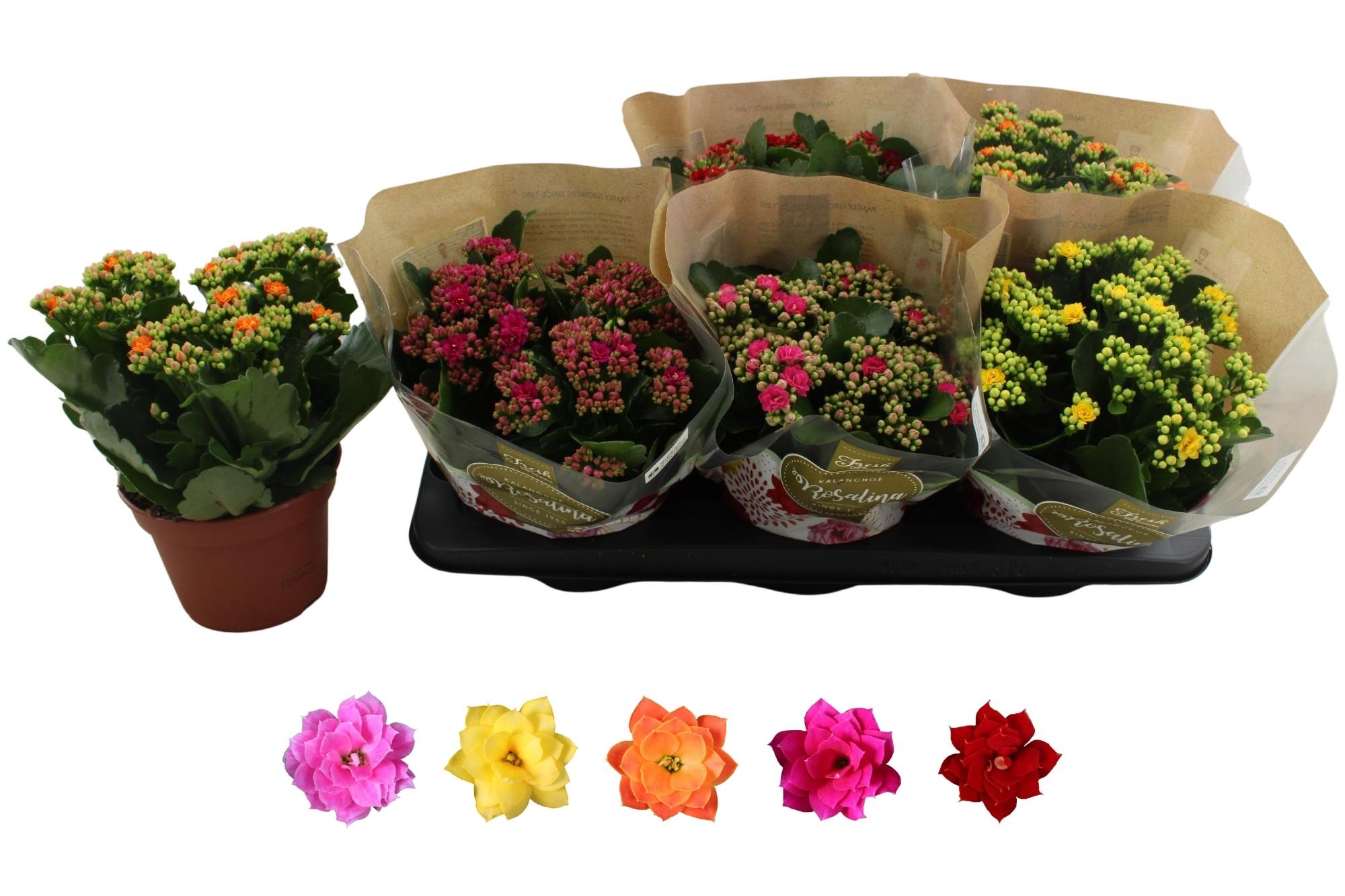 Горшечные цветы и растения оптом Kal Ge Ro Gem 5 Kl от 6шт из Голландии с доставкой по России