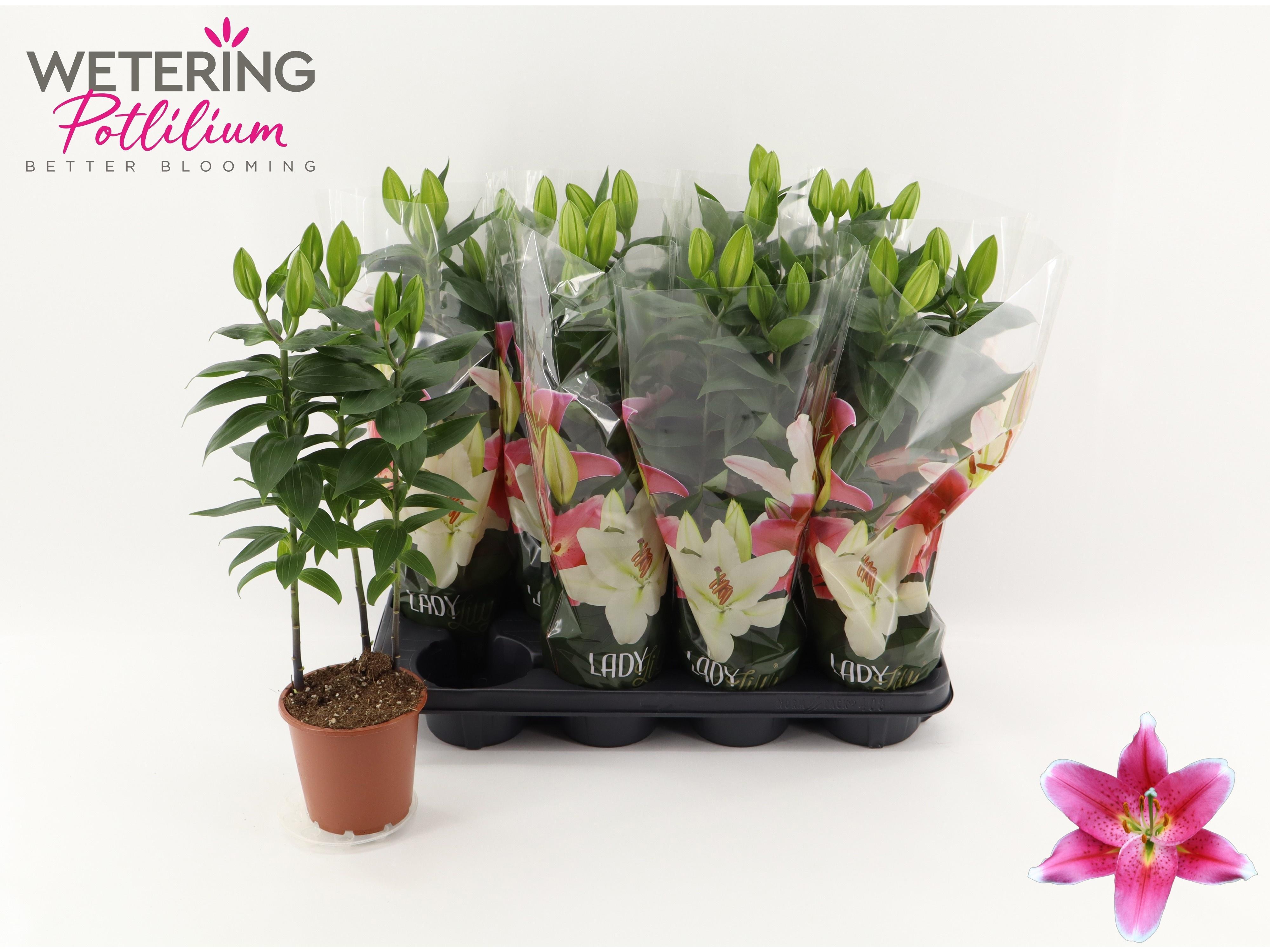 Горшечные цветы и растения оптом Lil Or Sunny Robyn от 8шт из Голландии с доставкой по России