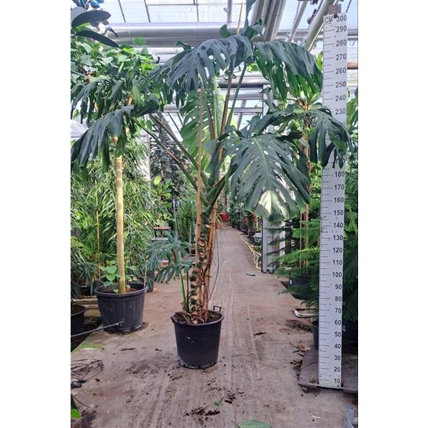Горшечные цветы и растения оптом Monstera Deliciosa Big Xxl от 1шт из Голландии с доставкой по России