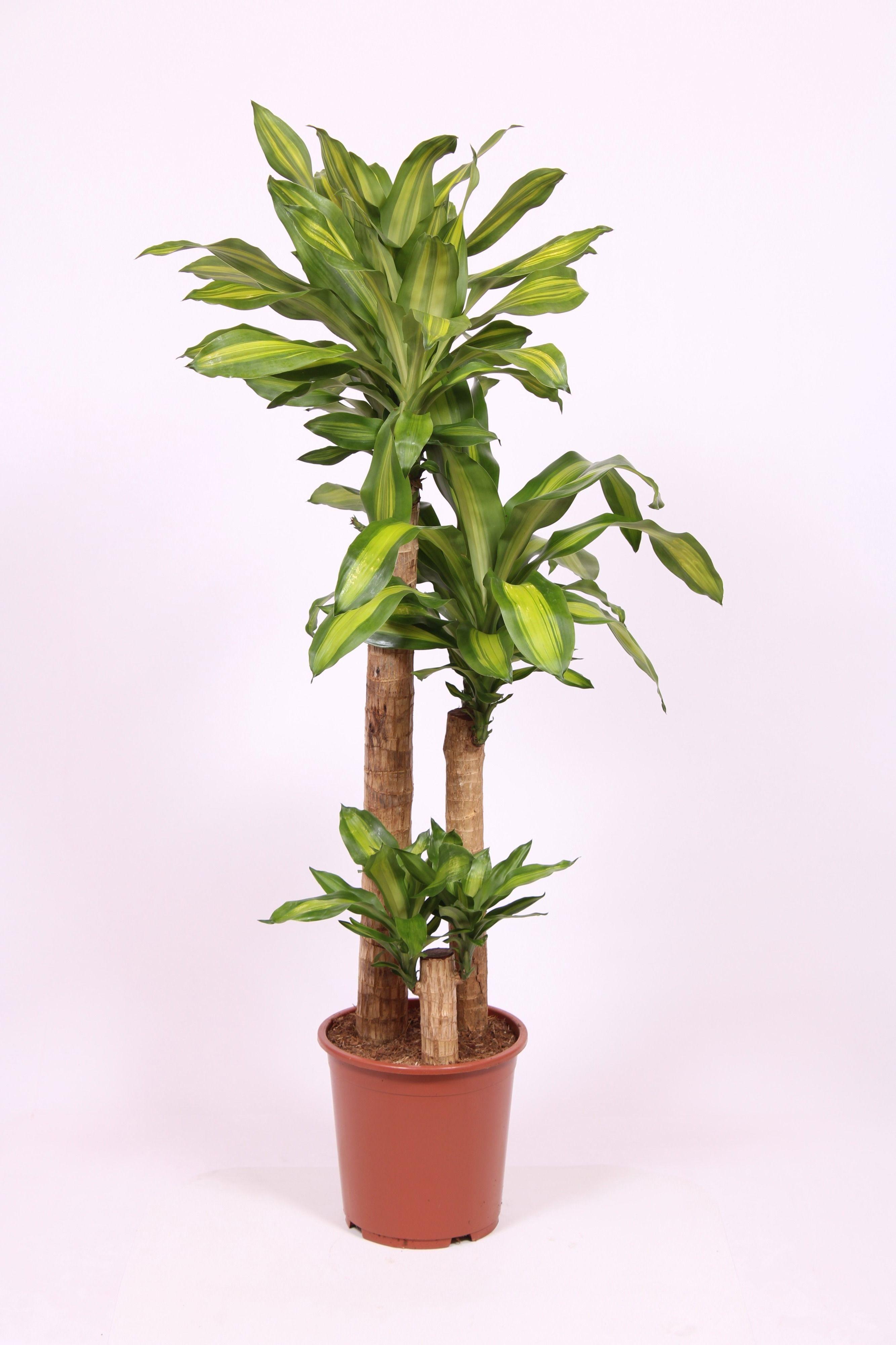 Горшечные цветы и растения оптом Dracaena Massangeana 90-60-30 от 1шт из Голландии с доставкой по России