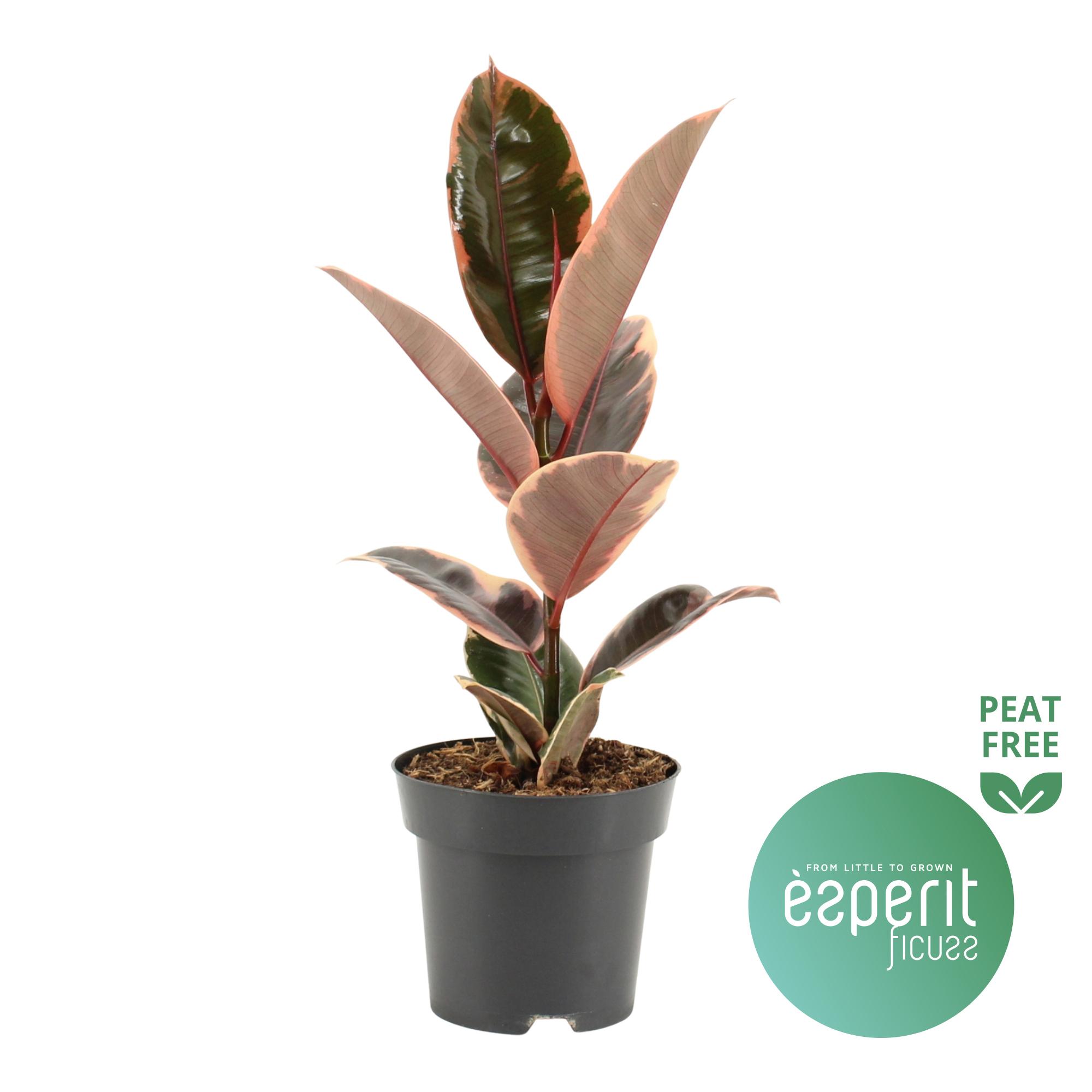 Горшечные цветы и растения оптом Ficus El Belize от 8шт из Голландии с доставкой по России