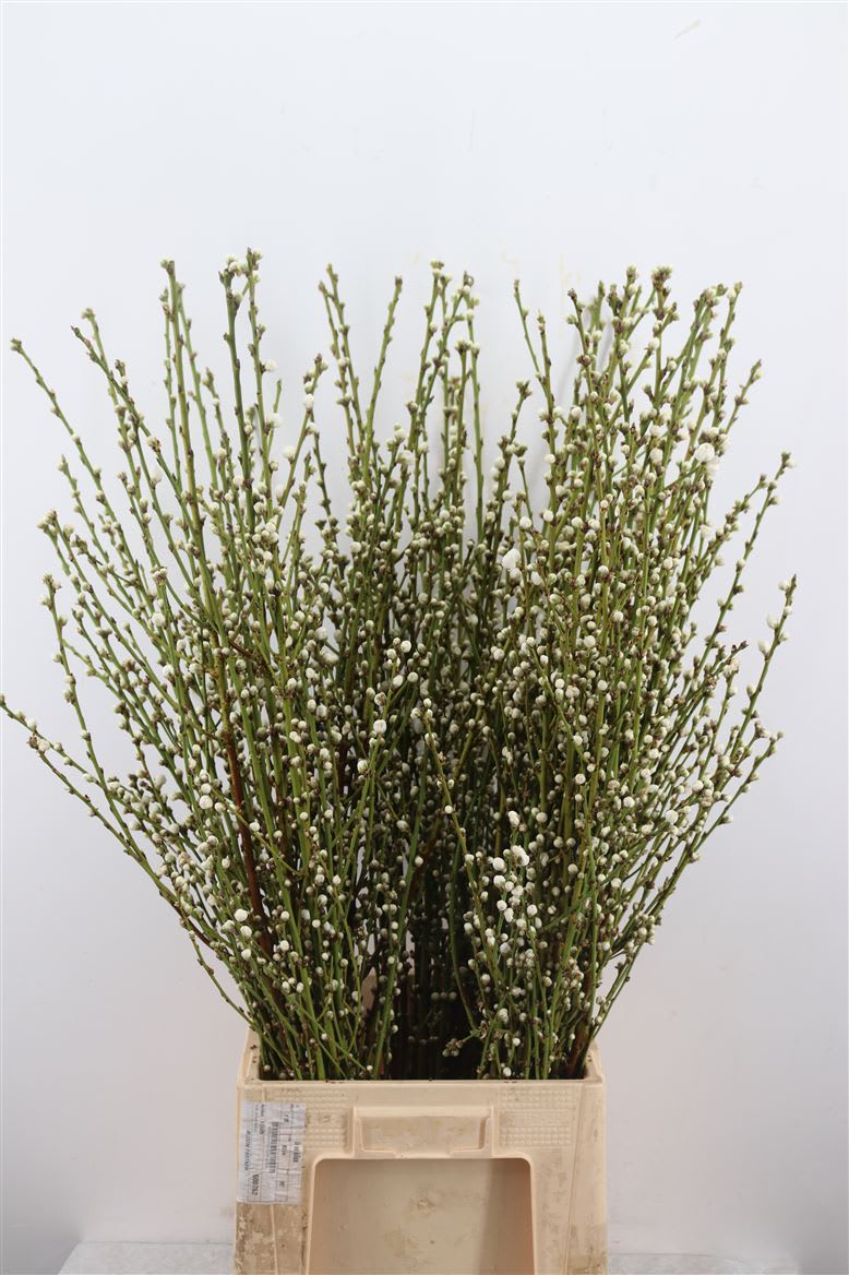 Срезанные цветы оптом Prunus white от 15шт из Голландии с доставкой по России