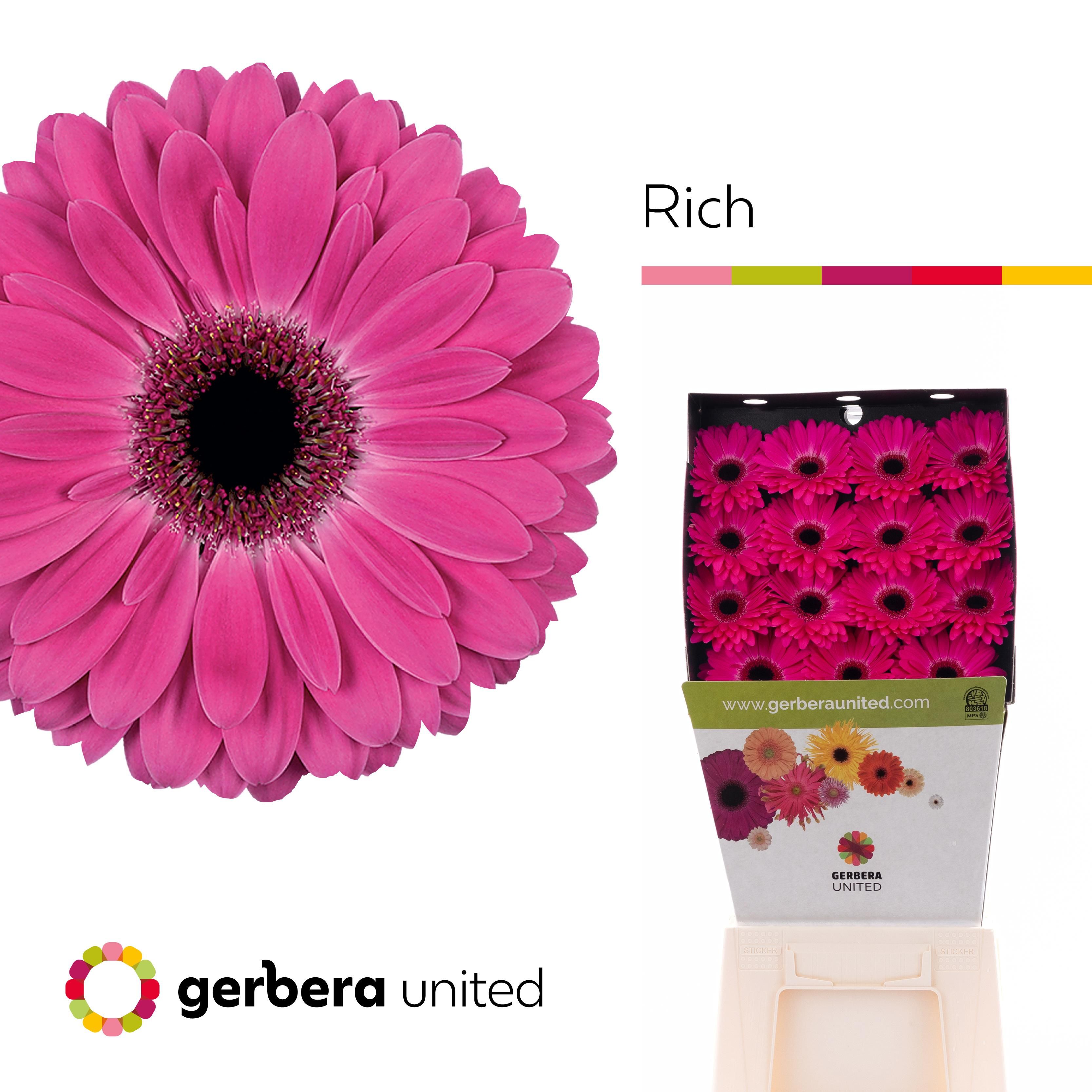 Срезанные цветы оптом Gerbera diamond rich от 45шт из Голландии с доставкой по России