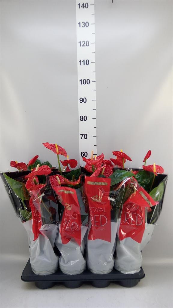 Горшечные цветы и растения оптом Anthurium Andr. madural от 8шт из Голландии с доставкой по России