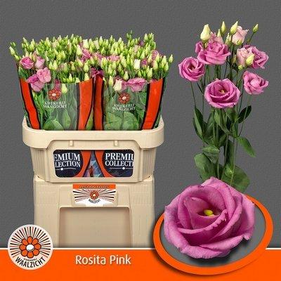 Срезанные цветы оптом Lisianthus do rosita pink от 20шт. из Голландии с доставкой по России