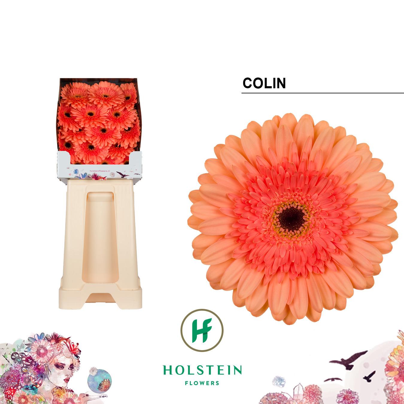 Срезанные цветы оптом Gerbera diamond colin от 45шт из Голландии с доставкой по России