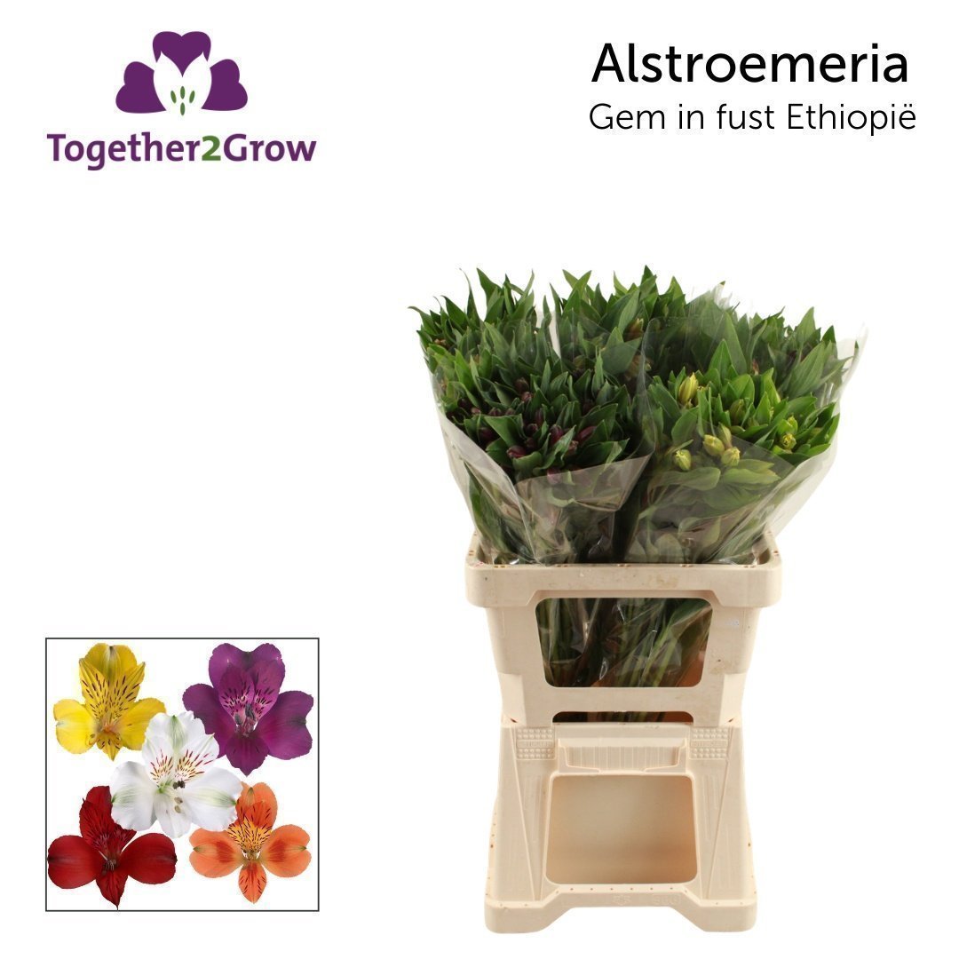 Срезанные цветы оптом Alstroemeria mix in bucket от 50шт из Голландии с доставкой по России Срезанные цветы оптом Alstroemeria mix in bucket от 50шт из Голландии с доставкой по России