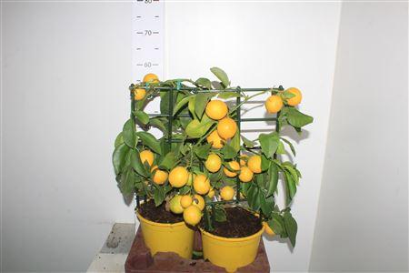 Горшечные цветы и растения оптом Citr Meyeri Meyer 6+ от 2шт (для телеги) из Голландии с доставкой по России