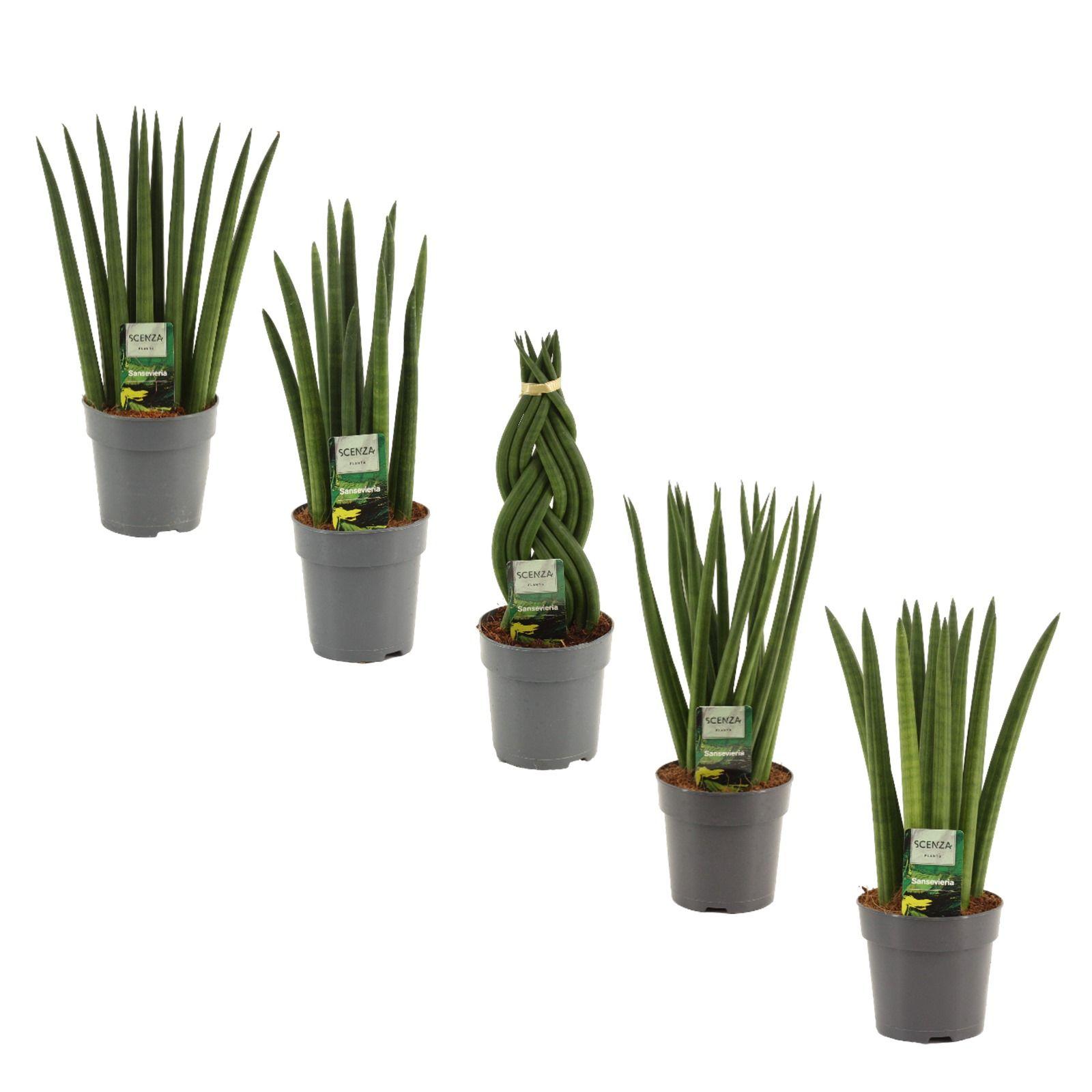 Горшечные цветы и растения оптом Sansevieria Cylindrica Mix от 10шт из Голландии с доставкой по России