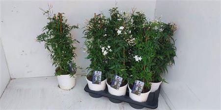 Горшечные цветы и растения оптом Jasm Polyanthum Wit 22+ P17 от 6шт из Голландии с доставкой по России