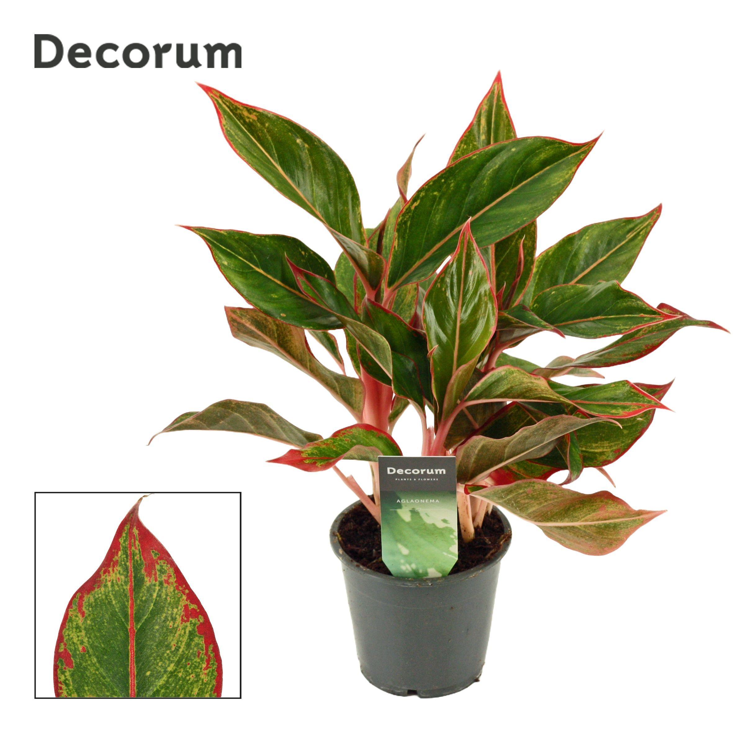 Горшечные цветы и растения оптом Aglaonema Crete (decorum) от 10шт из Голландии с доставкой по России