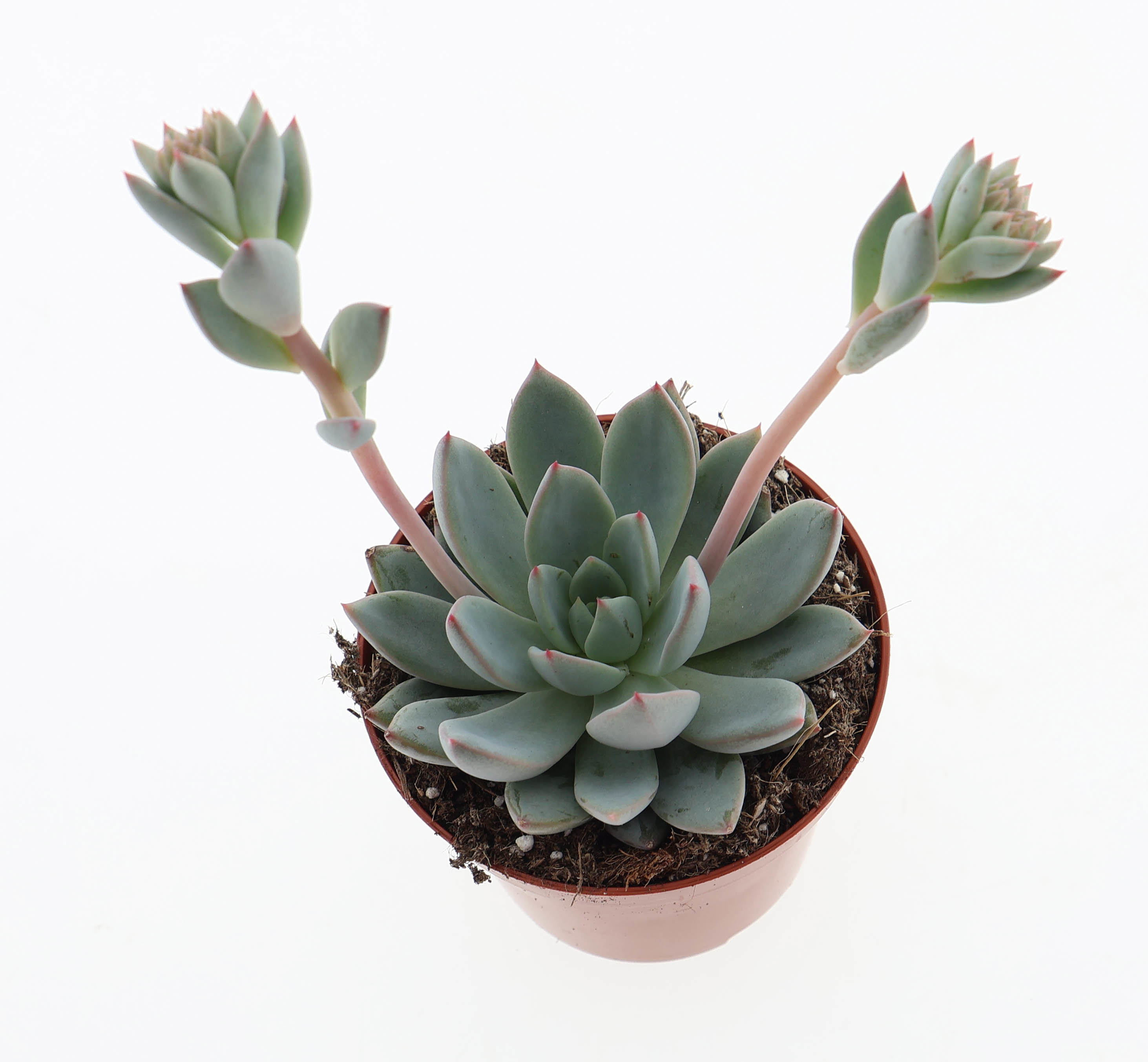 Горшечные цветы и растения оптом Echeveria Hanabijn от 12шт (для телеги) из Голландии с доставкой по России