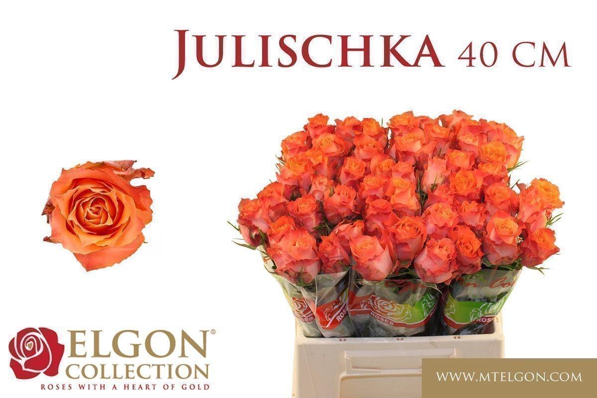 Срезанные цветы оптом Rosa large julischka от 50шт из Голландии с доставкой по России