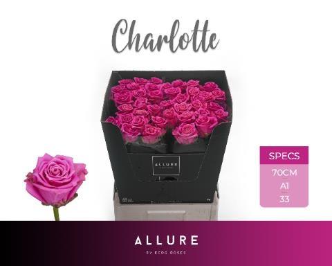 Срезанные цветы оптом Rosa large charlotte Allure от 40шт из Голландии с доставкой по России
