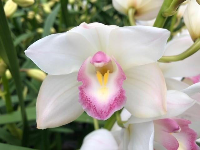 Срезанные цветы оптом Minicymbidium white earliflor от 8шт из Голландии с доставкой по России