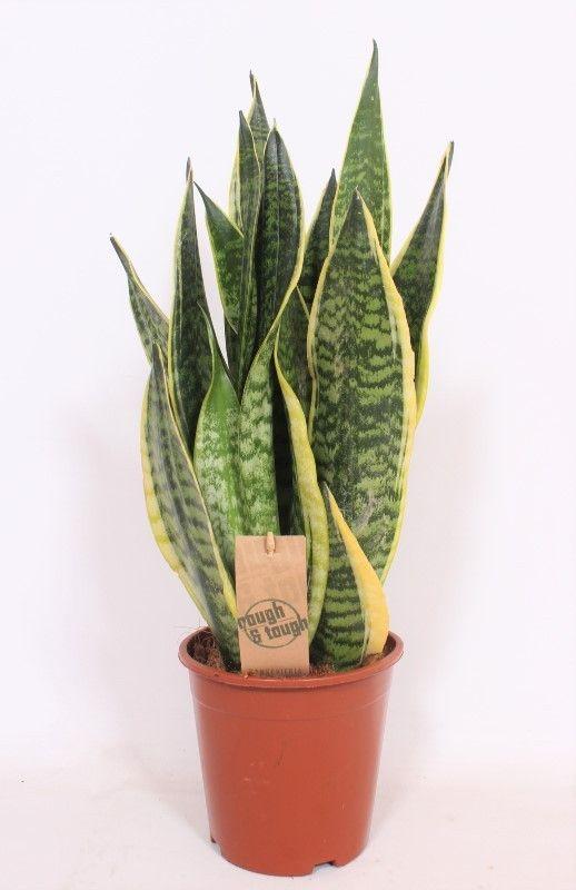 Горшечные цветы и растения оптом Sansevieria Superba от 6шт из Голландии с доставкой по России
