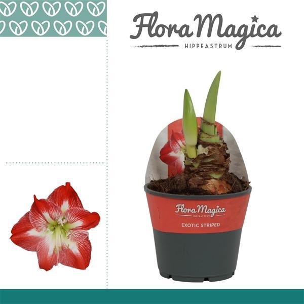 Горшечные цветы и растения оптом Hipp Exotic Striped 2pp In Potkraag от 7шт из Голландии с доставкой по России