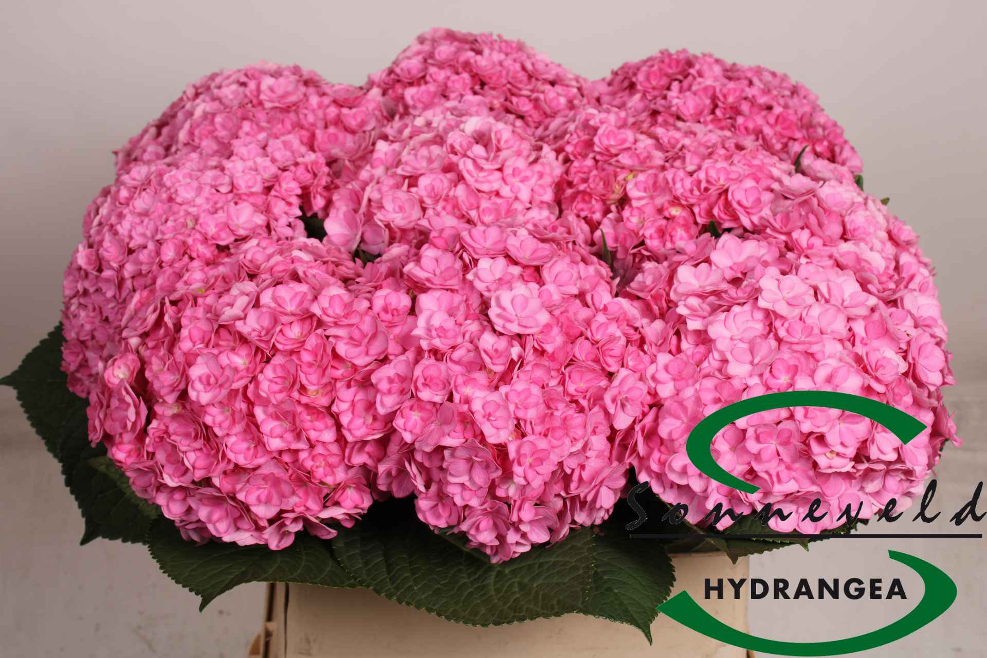 Срезанные цветы оптом Hydrangea beautensia luxor от 10шт из Голландии с доставкой по России