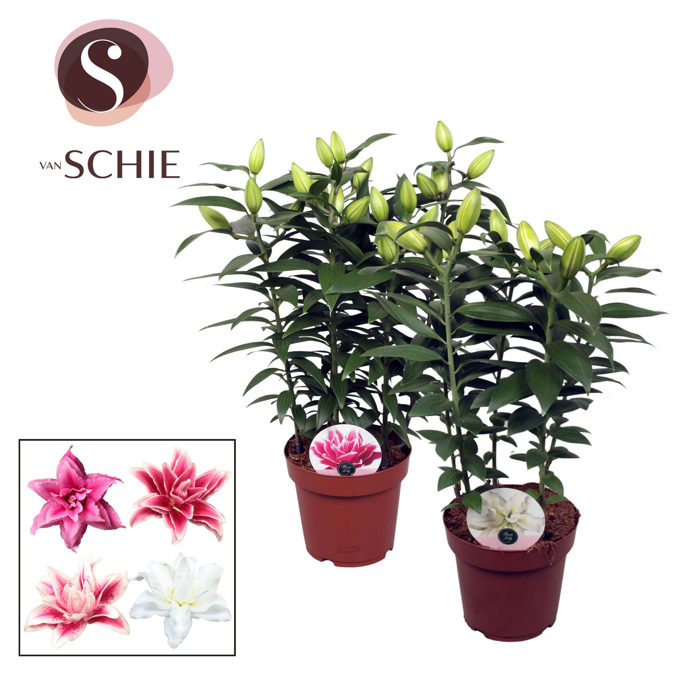 Горшечные цветы и растения оптом Lilium Or Roselily Mix 5pp от 5шт из Голландии с доставкой по России