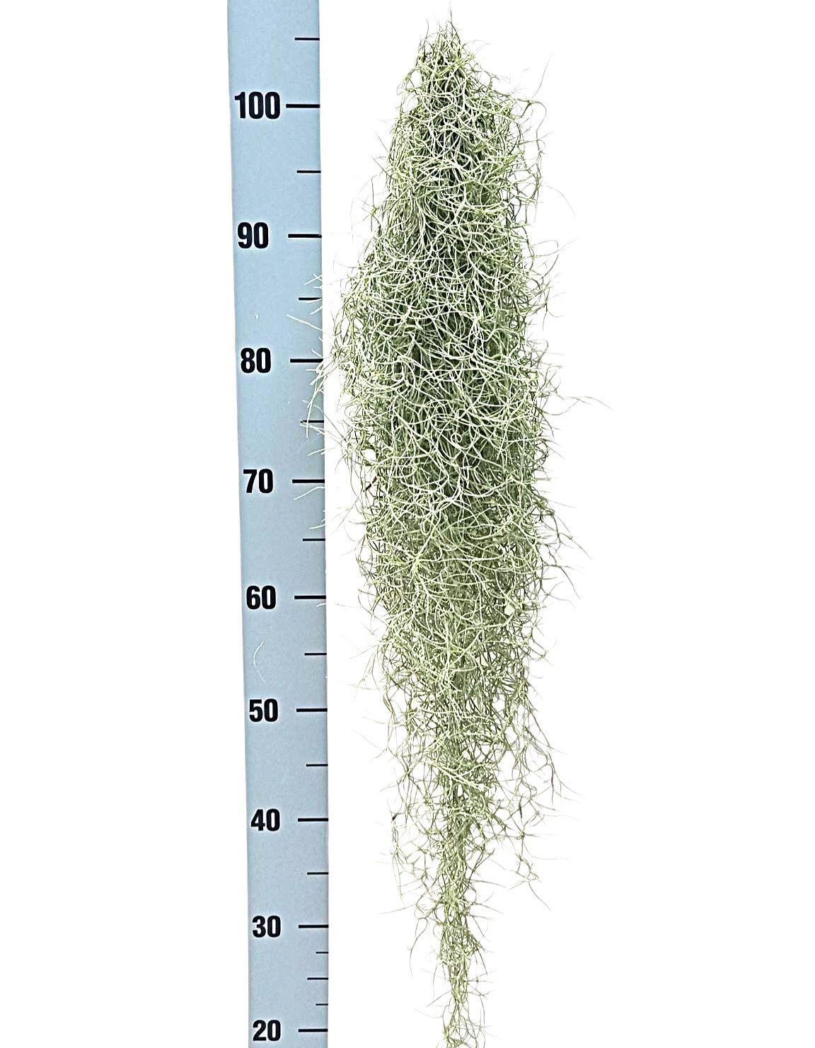 Горшечные цветы и растения оптом Till Usneoides от 8шт (для телеги) из Голландии с доставкой по России