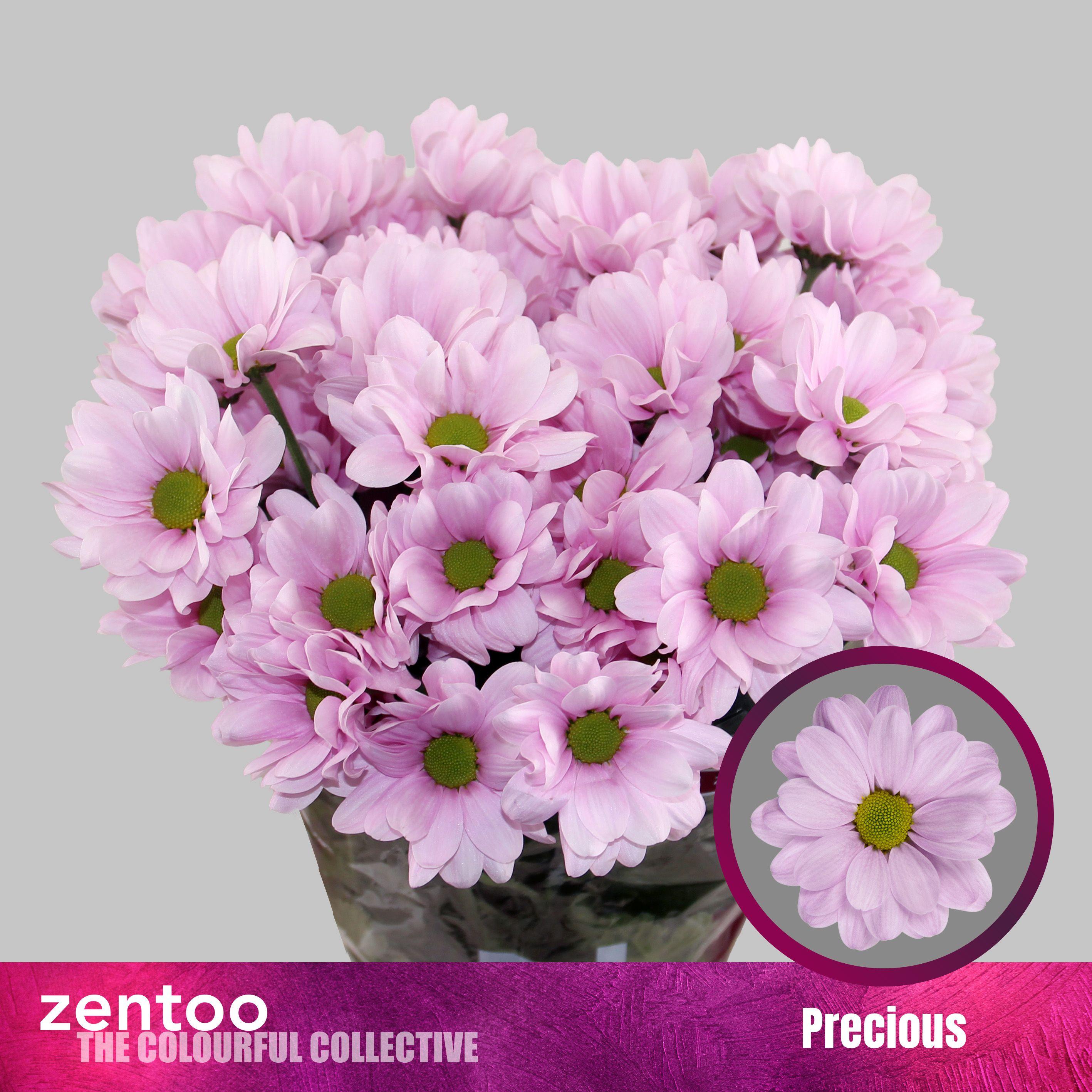 Срезанные цветы оптом Chrys sp precious от 80шт из Голландии с доставкой по России