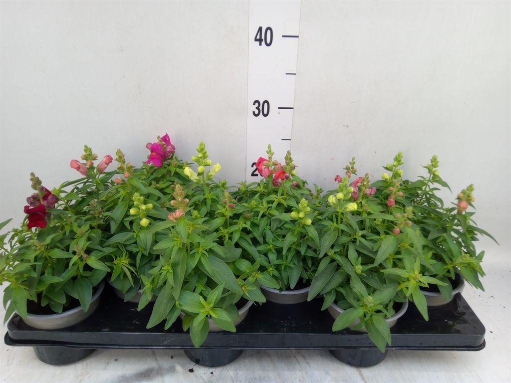 Горшечные цветы и растения оптом Antirrhinum Majus   ...mix от 12шт из Голландии с доставкой по России
