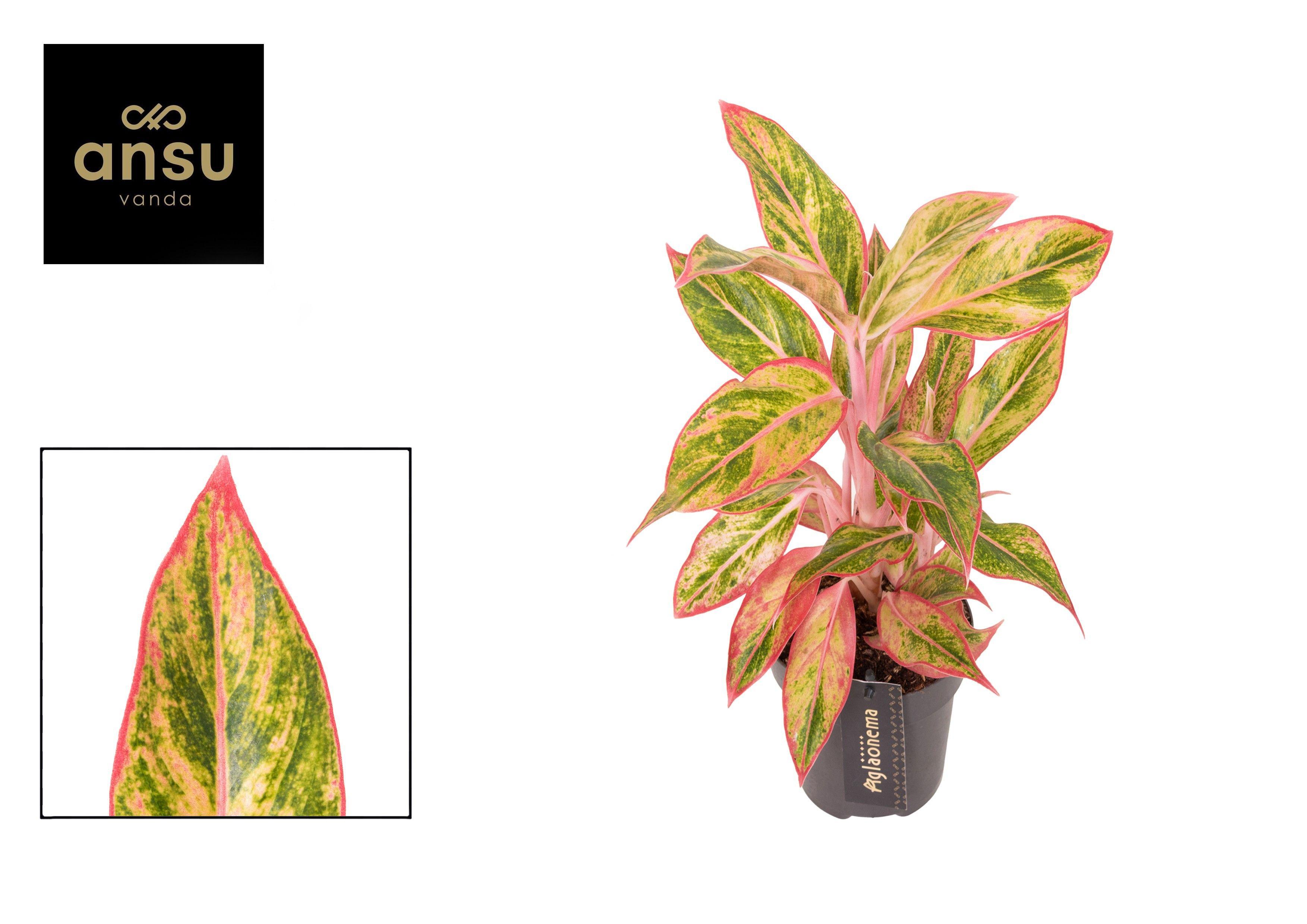 Горшечные цветы и растения оптом Aglaonema Jungle Nectarine от 6шт из Голландии с доставкой по России