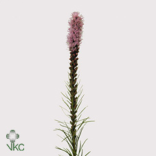 Срезанные цветы оптом Liatris callilepis от 100шт из Голландии с доставкой по России