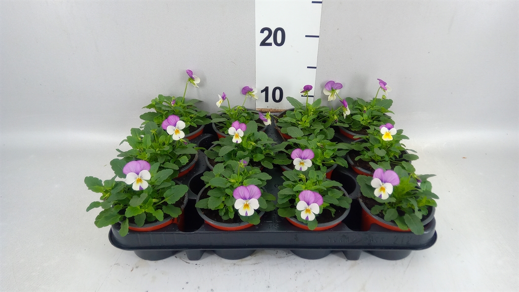 Горшечные цветы и растения оптом Viola Corn. evo Mini Lavender Pk от 12шт (для телеги) из Голландии с доставкой по России