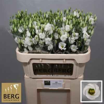 Срезанные цветы оптом Lisianthus si piccolo white от 40шт из Голландии с доставкой по России