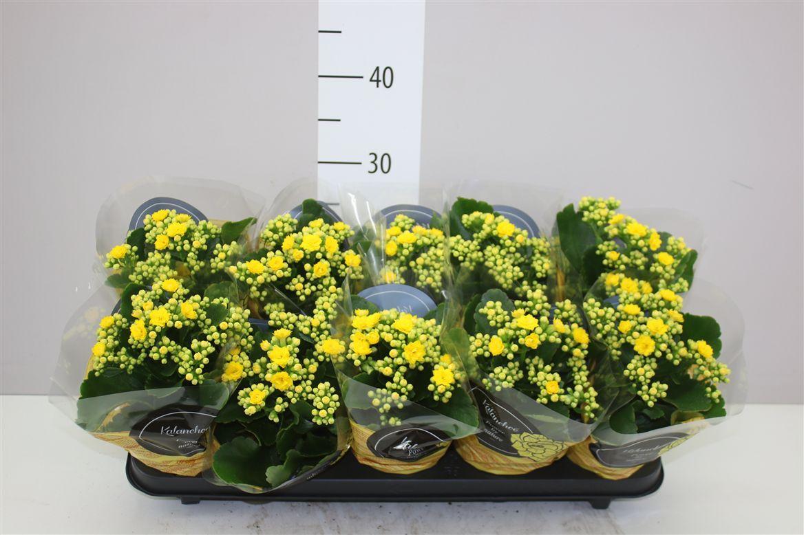 Горшечные цветы и растения оптом Kalanchoe Calandiva Geel от 10шт из Голландии с доставкой по России