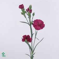 Срезанные цветы оптом Dianthus sp vega от 60шт из Голландии с доставкой по России