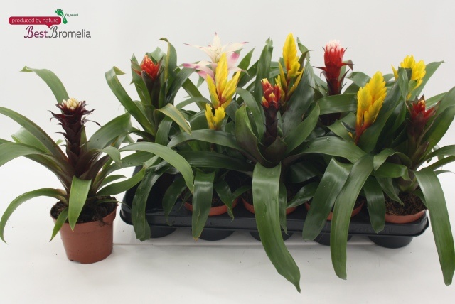 Горшечные цветы и растения оптом Bromelia Gem от 10шт из Голландии с доставкой по России