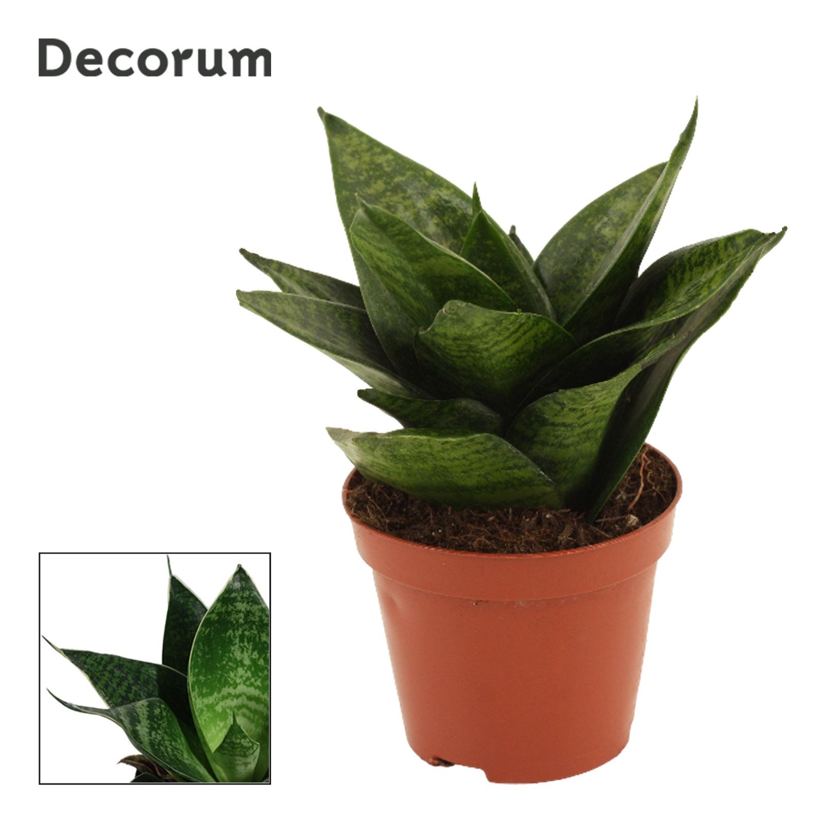 Горшечные цветы и растения оптом Sansevieria Hahnii Green Hahnii (decorum) от 13шт (для телеги) из Голландии с доставкой по России