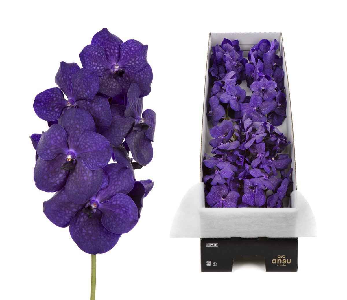 Срезанные цветы оптом Vanda tayanee maxi deep blue per stem от 4шт. из Голландии с доставкой по России