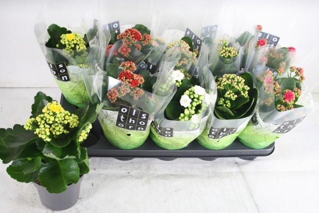 Горшечные цветы и растения оптом Kal Ge Gem 5 Kl от 10шт из Голландии с доставкой по России