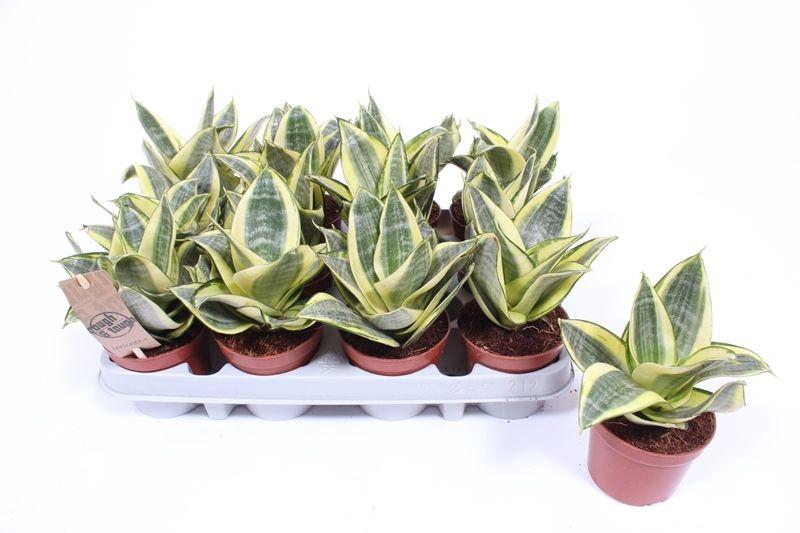 Горшечные цветы и растения оптом Sansevieria Golden Hahnii от 12шт (для телеги) из Голландии с доставкой по России