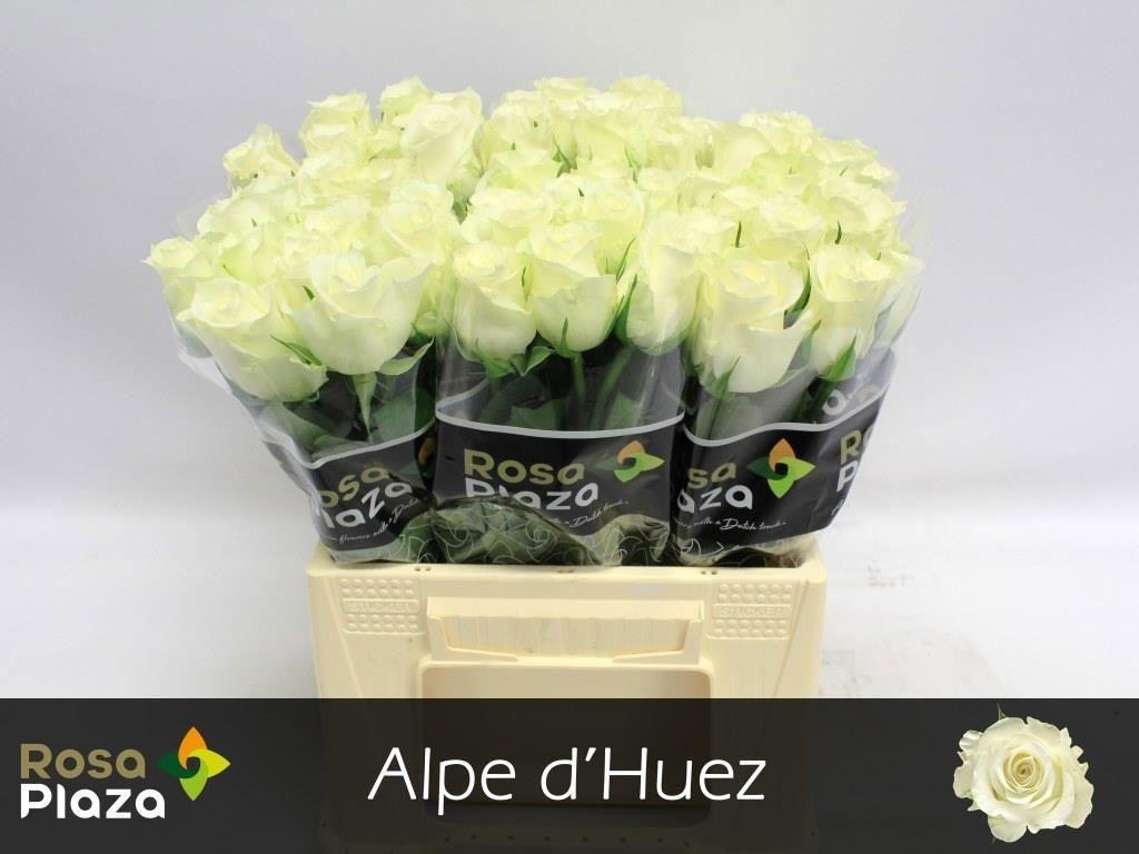 Срезанные цветы оптом Rosa large alpe dhuez от 60шт из Голландии с доставкой по России