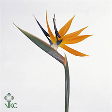 Срезанные цветы оптом Strelitzia flower от 6шт. из Голландии с доставкой по России