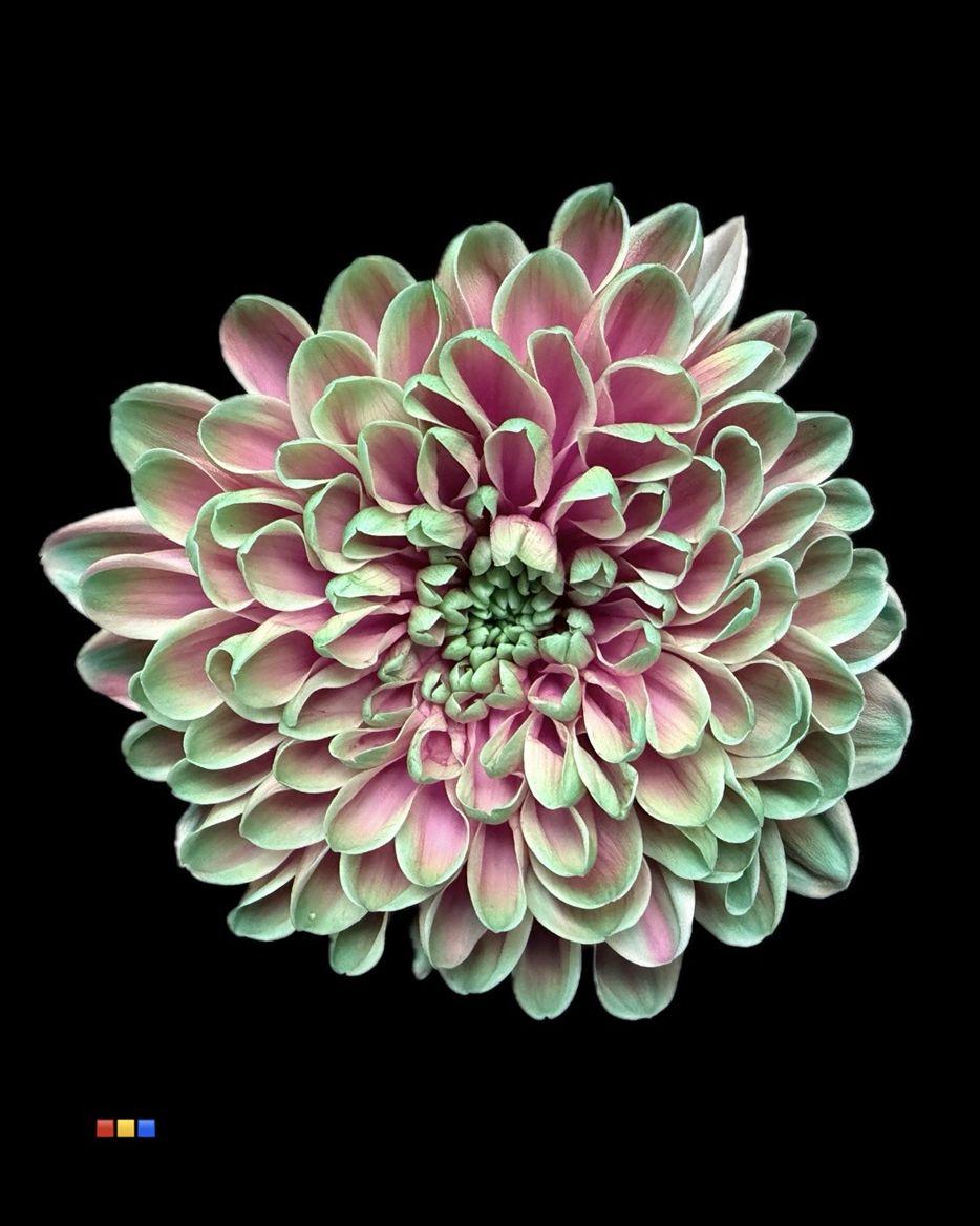 Срезанные цветы оптом Chrys sp paint altaj hawai от 40шт из Голландии с доставкой по России