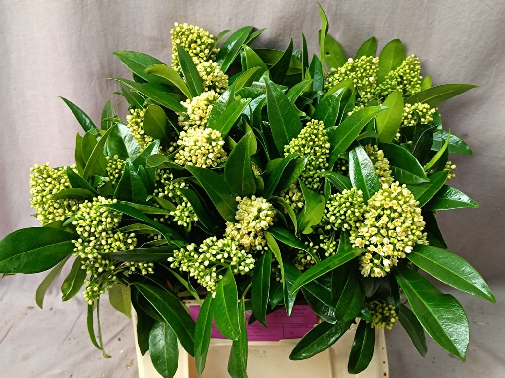 Срезанные цветы оптом Skimmia kew green per bunch от 6шт из Голландии с доставкой по России