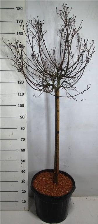 Горшечные цветы и растения оптом Cornus Florida Rubra от 1шт из Голландии с доставкой по России