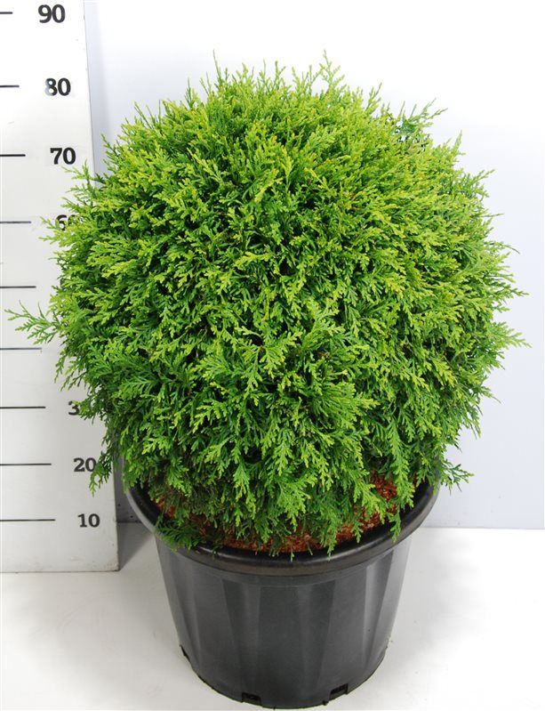Горшечные цветы и растения оптом Thuja Occ Brabant от 1шт из Голландии с доставкой по России