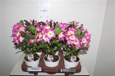 Горшечные цветы и растения оптом Dend Nobile 1-2 Branches от 6шт из Голландии с доставкой по России Горшечные цветы и растения оптом Dend Nobile 1-2 Branches от 6шт из Голландии с доставкой по России