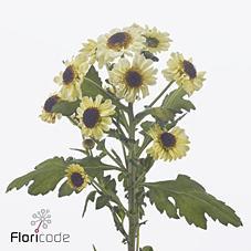 Срезанные цветы оптом Chrys sa patrese cream от 75шт из Голландии с доставкой по России