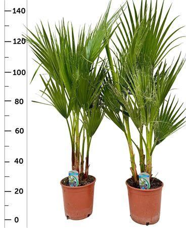 Горшечные цветы и растения оптом Washingtonia Filifer 2-3pp от 1шт из Голландии с доставкой по России